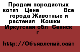 Продам породистых котят › Цена ­ 15 000 - Все города Животные и растения » Кошки   . Иркутская обл.,Саянск г.